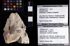 Foto (Objket + Etiketten) von Isopoda indet. 